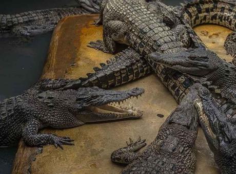 76 Yaşındaki Adam, 5 Yaşındaki Kızını Timsahlara Attığı İddiasıyla Yeniden Yargılandı